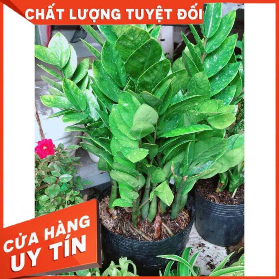 Kim tiền size đại Nhiều Người Mua