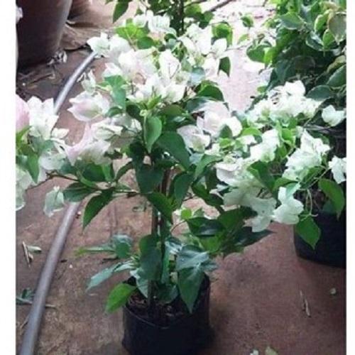 Hoa giấy trắng tuyết thái - chậu cây đang hoa, size cây nhỡ