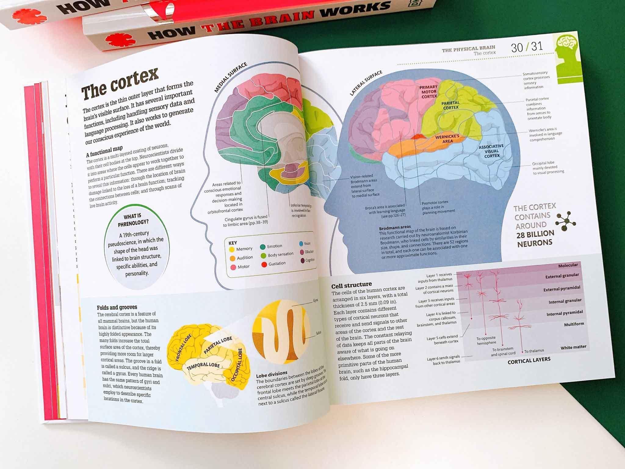 How the Brain Works : The Facts Visually Explained