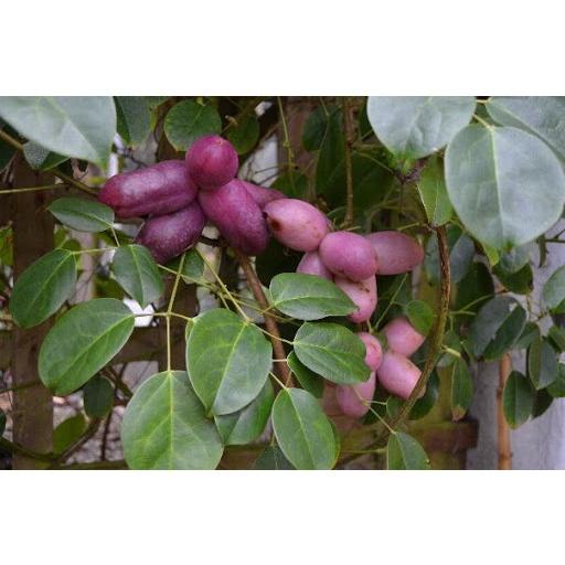 Hạt Giống Quả Holboellia latifolia Wall ( dưa quả tháng tám ) 1 gói 5 hạt