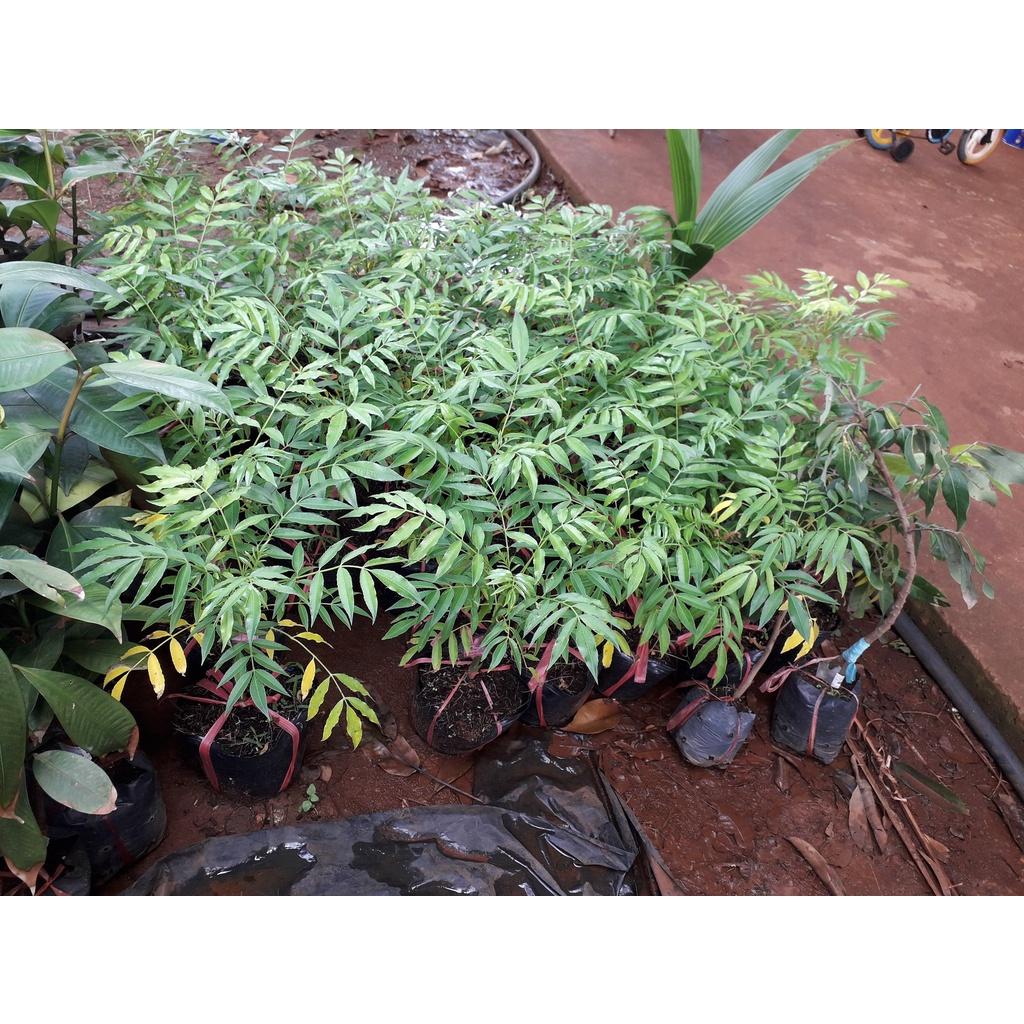 Cây giống CÓC THÁI SIÊU SỚM bầu nhỏ .