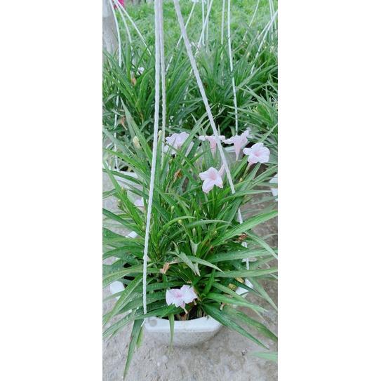 Chậu Hoa Chiều HồnG