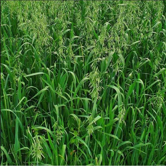 Hạt giống Cỏ Mèo - Gói 2kg - Cỏ Tươi cho Chó, Mèo, Thú Cưng - Cỏ Yến Mạch Cho Chăn Nuôi Gia Súc