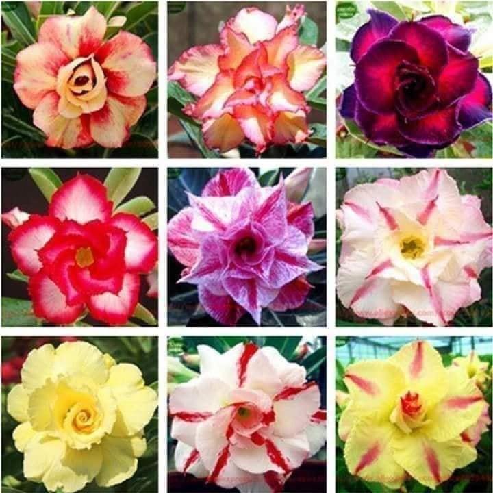 Gói 10 hạt giống hoa sứ Thái kép mix đủ 10 màu tặng 10 viên nén ươm hạt