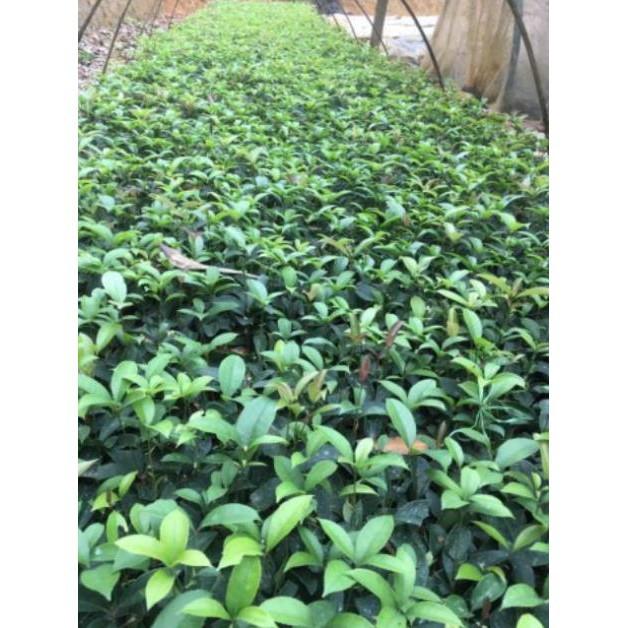 Sản phẩm Cây giống hoa mộc hương