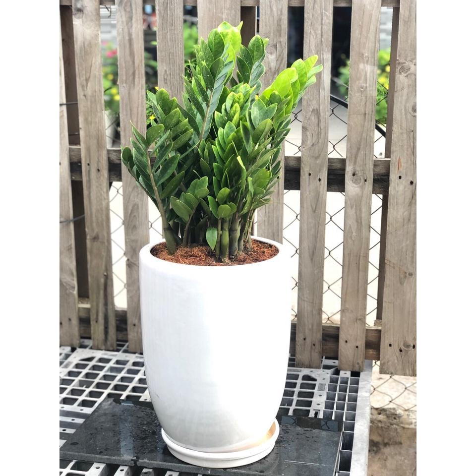 Chậu sứ cây kim tiền trang trí văn phòng chỉ giao tại TP.HCM