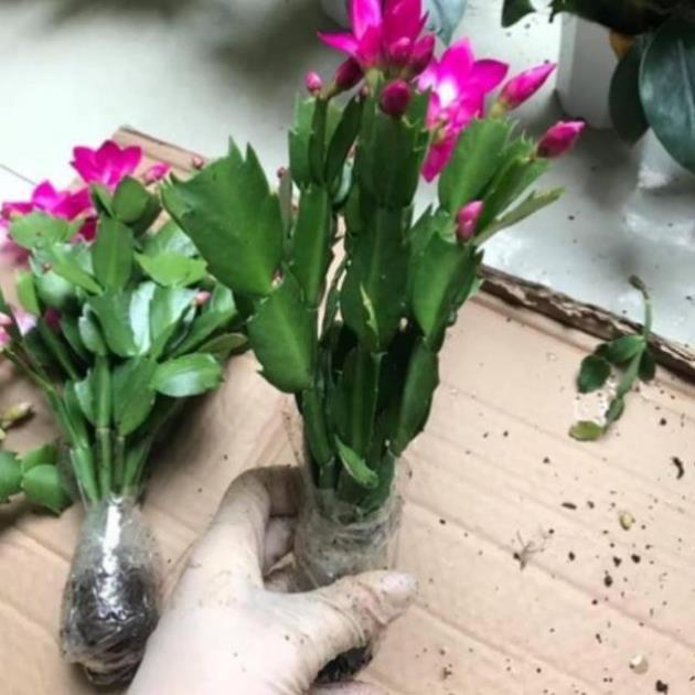 COMBO 10 THÂN CÀNG CUA GIỐNG MIXX ĐỦ MÀU