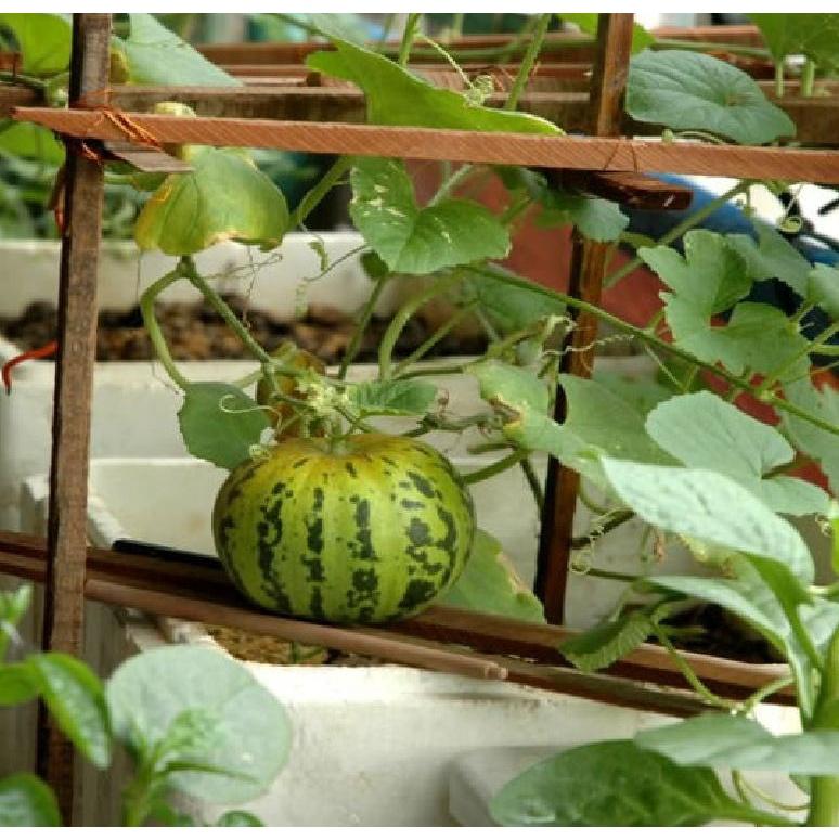 Hạt Giống Dưa Bở Thơm dể trồng f1-gói 20 hạt/tặng kèm gói phân bón lót