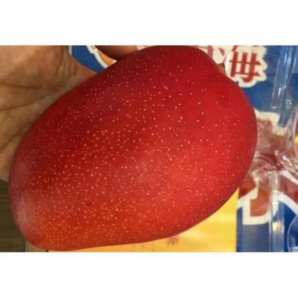 Sản phẩm CÂY GIỐNG XOÀI ĐỎ NHẬT BẢN