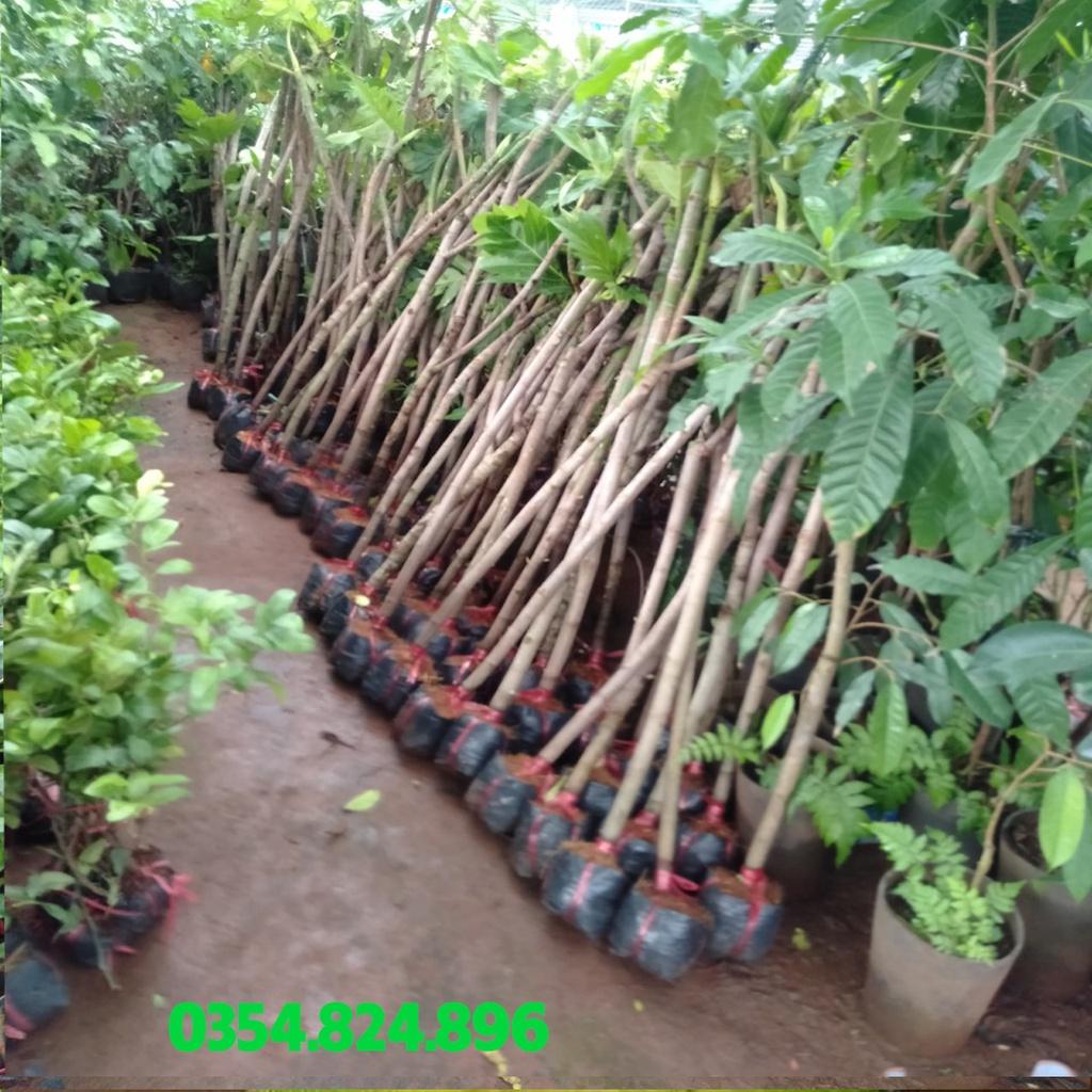 Cây sake giống