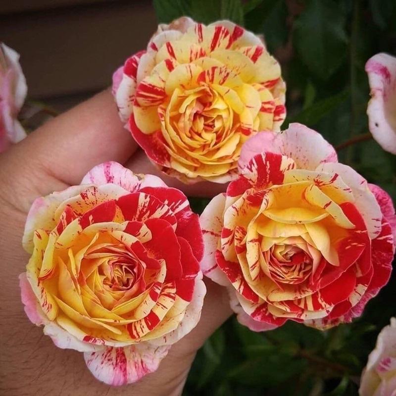 Hoa hồng All American Magic Rose - hồng bụi, hoa thơm