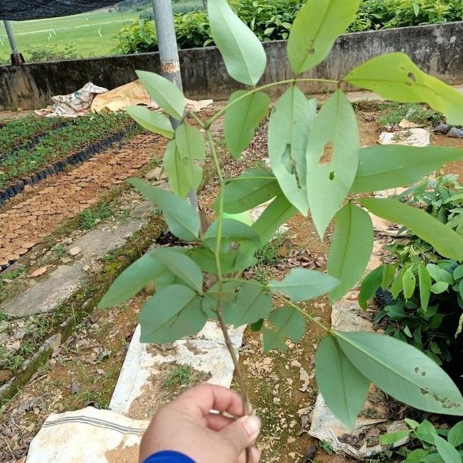 CÂY MUỒNG HOÀNG YẾN HOA VÀNG RỰC RỠ MÙI THƠM