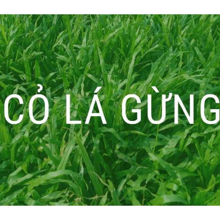 Hạt Giống Cỏ Lá Gừng (Cỏ Lá Tre ) CT230 - Gói 100 hạt