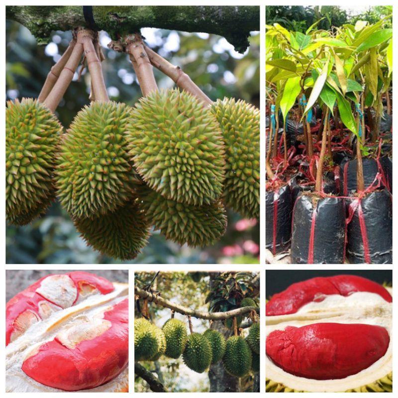 Cây giống sầu riêng ruột đỏ