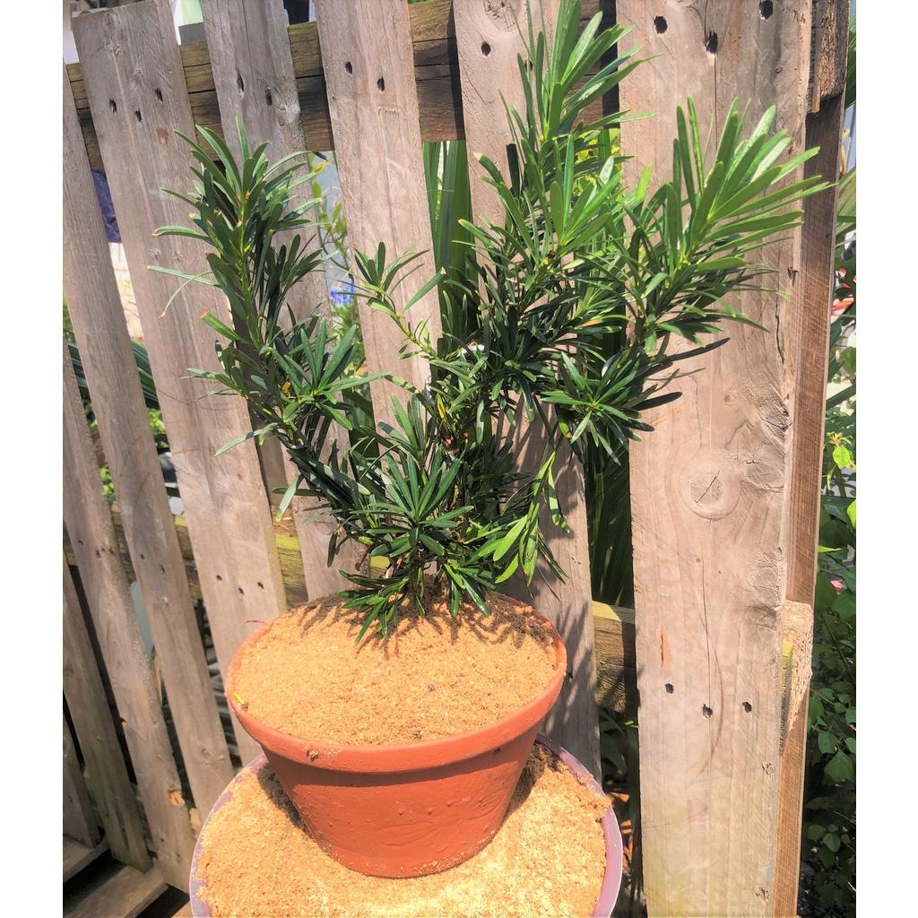 Chậu đất nung cây Tùng La Hán dáng bonsai