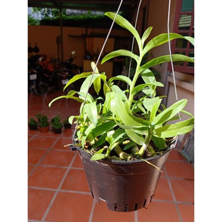 Trầm tím rừng
