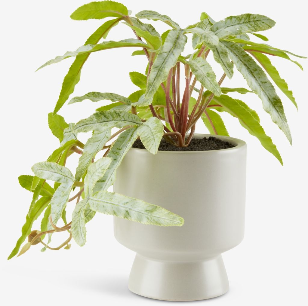 Cây trang trí | JYSK Olsen | nhựa PE/gốm | xanh lá | DK9xC20cm