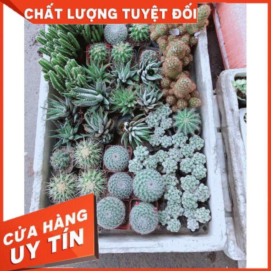 Xương rồng thanh sơn Nhiều Người Mua