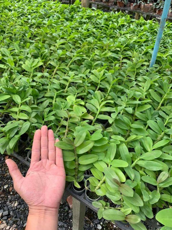 Hoa phong lan phi điệp lá mít gieo hạt cây đẹp chuẩn giống