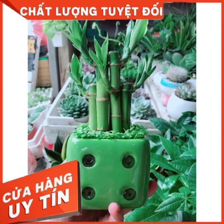 Chậu cây trúc phát tài Nhiều Người Mua