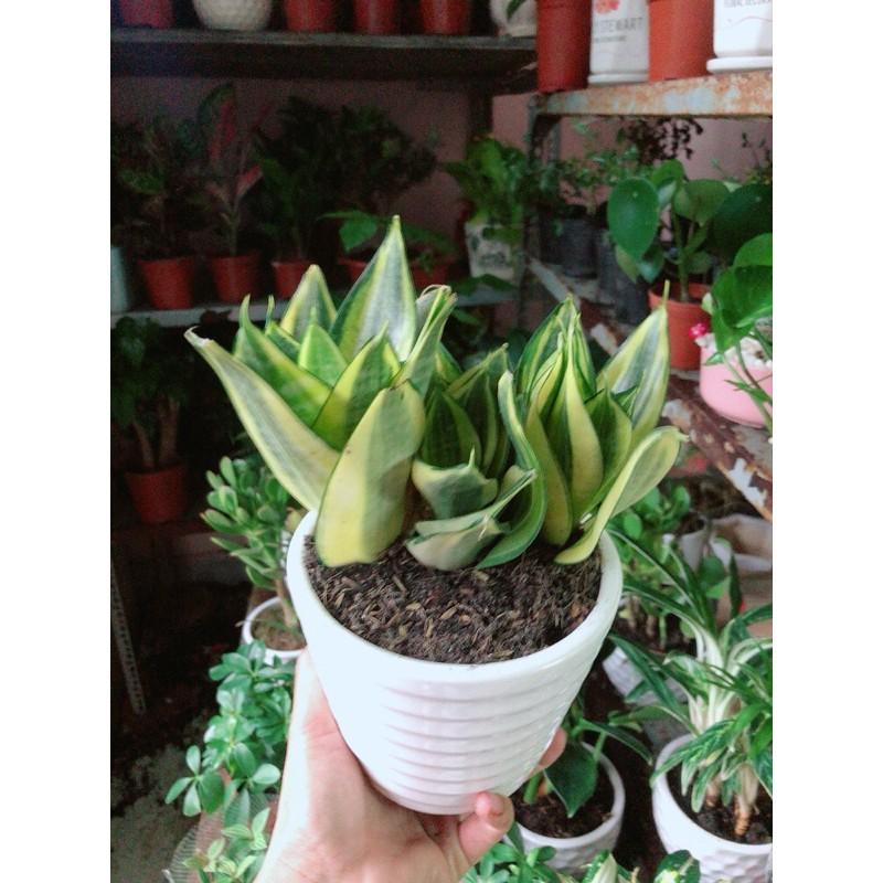 Chậu Cây Lưỡi Hổ Thái