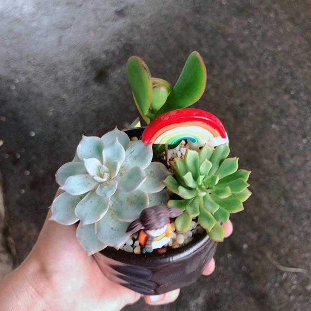 Chậu sen đá tiểu cảnh