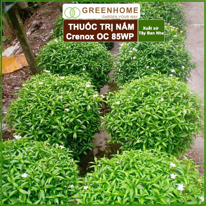 Thuốc Trị Nấm Cây Trồng Greenhome, Coc85 Wp, Gói 20gr, Trừ Đốm Lá Cho Hoa Hồng, Nấm Trên Kiểng Lá, Cây Cảnh, Cây Ăn Quả