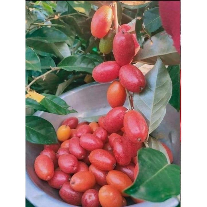 Cây Nhót Ngọt Siêu Trái