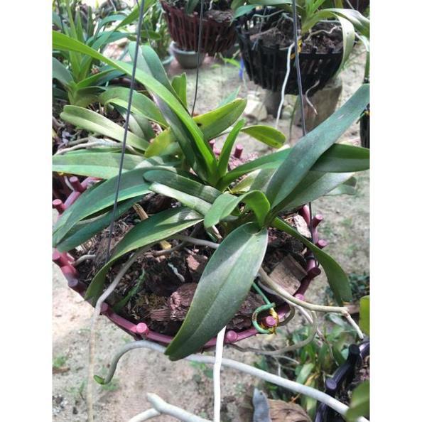 Hoa lan Giáng hương quế nâu
