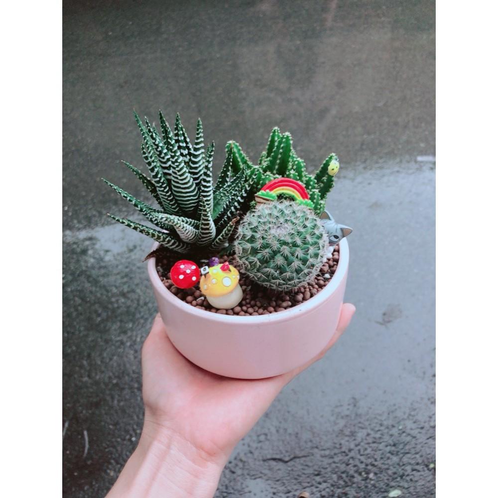 Chậu xương rồng tiểu cảnh