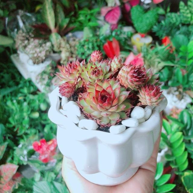 Chậu Cây Sen Đá