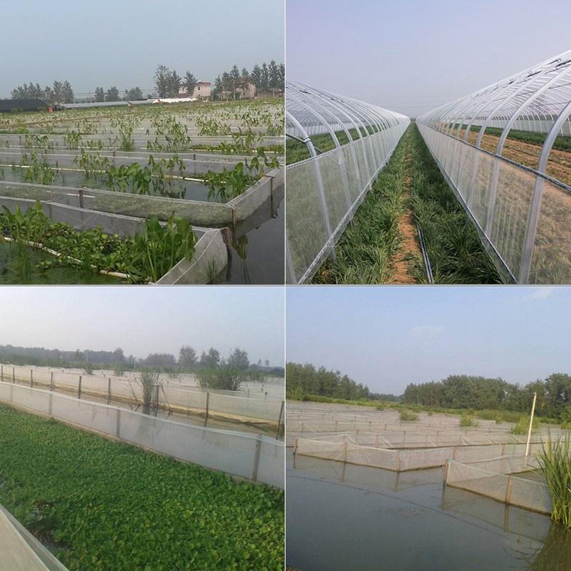Tráng lưới nuôi ốc nhồi ốc bươu đen rộng cá | uy tín chất lượng
