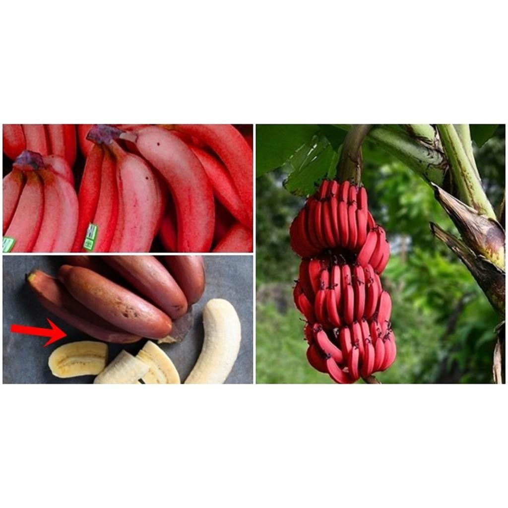 Cây giống CHUỐI ĐỎ ngọt thơm - hàng cây giống CHUẨN F1