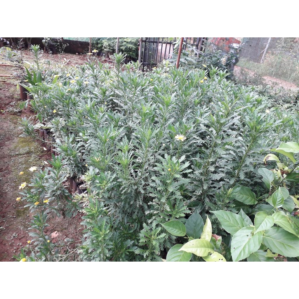 CÂY GIỐNG HOA CÚC THÂN GỖ CAO 1M NHƯ HÌNH