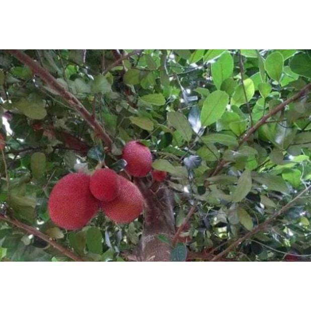 Sản phẩm CÂY MÍT ĐỎ chuẩn giống