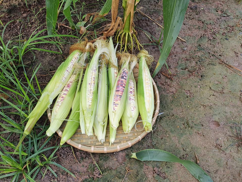 Hạt giống Bắp nếp dẻo Cẩm hồng