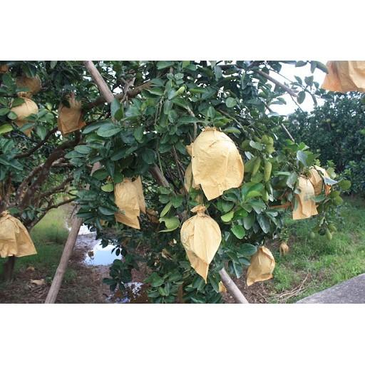 Set 100 túi bọc bưởi giấy kt 30x35 cm.