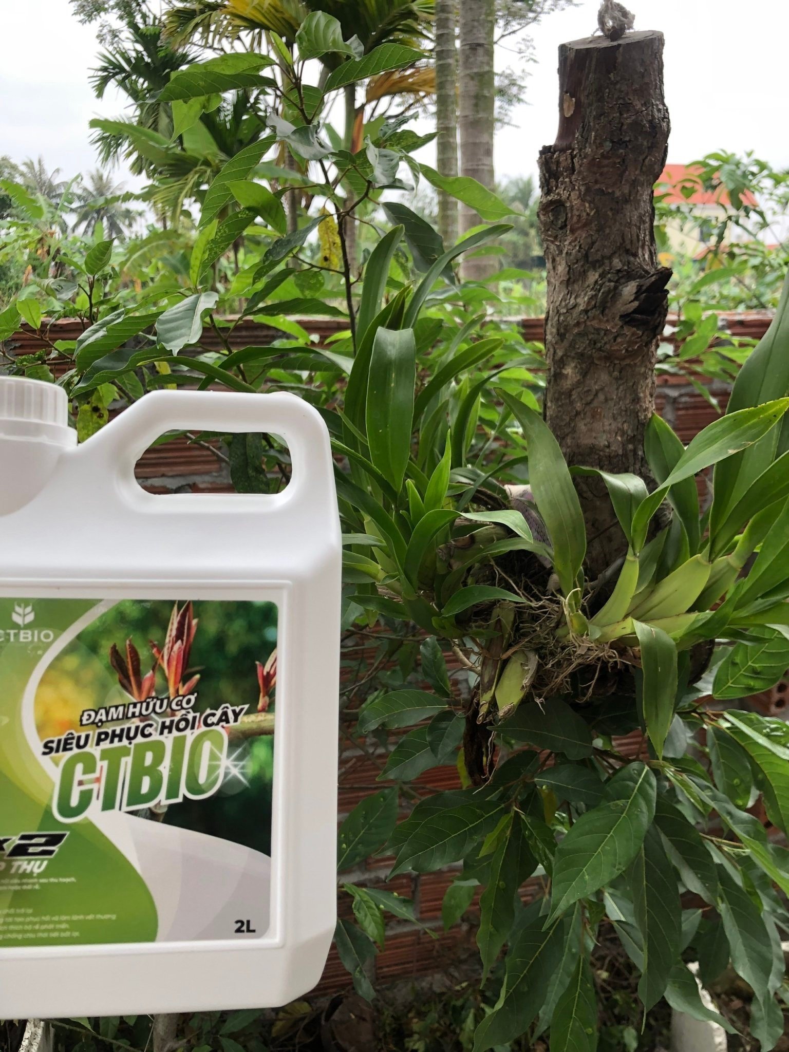 SIÊU PHỤC HỒI CÂY CTBIO - phân hữu cơ