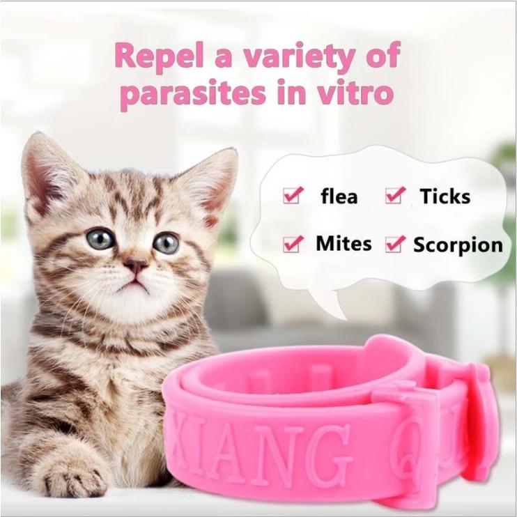 Vòng cổ trị ve, rận cho mèo giá rẻ