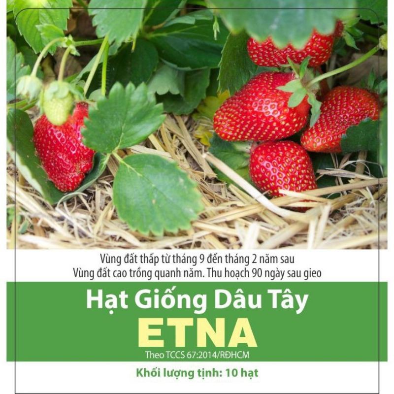 Hạt Giống Dâu Tây Chịu Nhiệt - Gói 10 Hạt - Tỉ Lệ Nảy Mầm Cao, Sinh Trưởng Khỏe, Sai Trái VTNN Nông Điền Trang