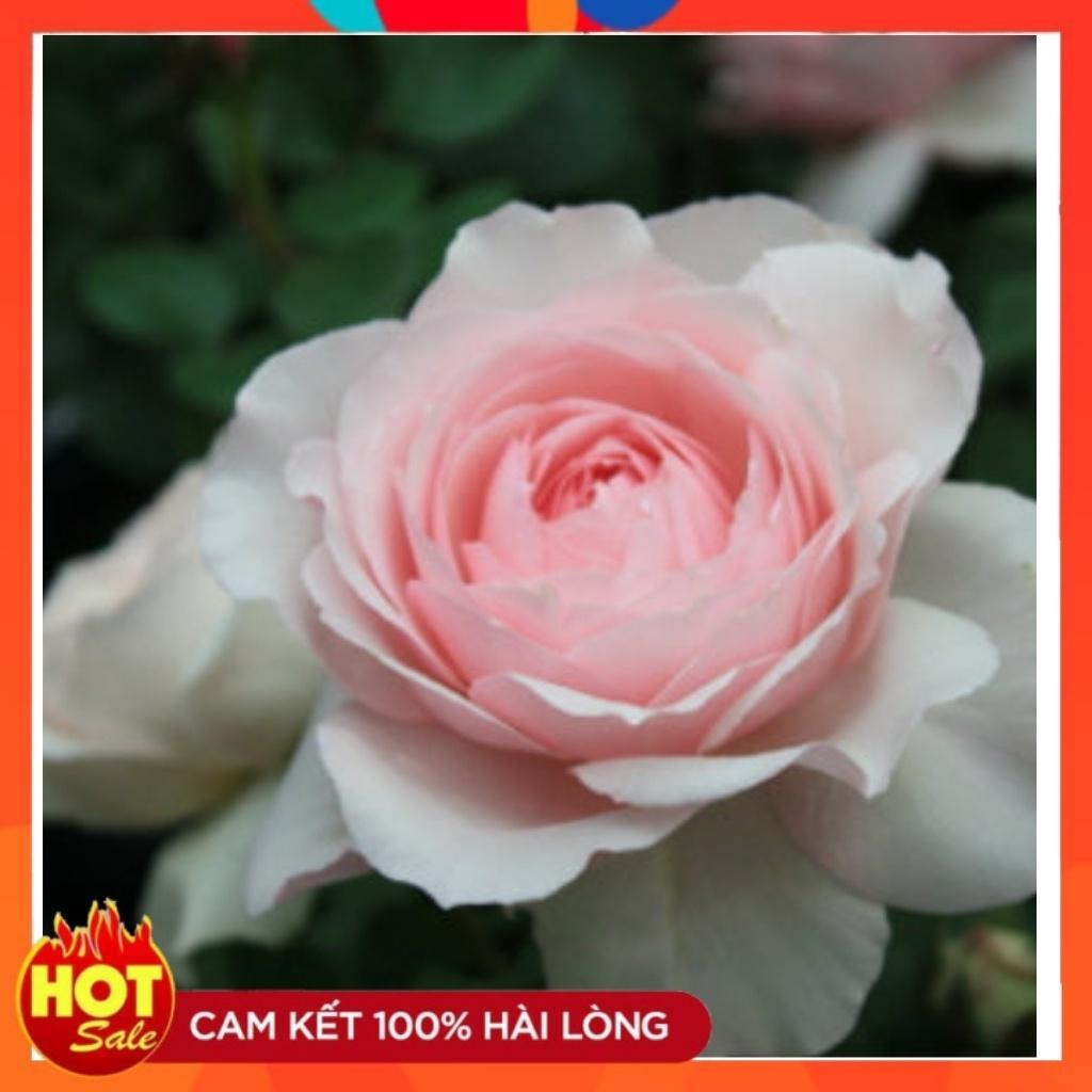 Hoa hồng Misaki Rose - Nếu bạn muốn chọn một giống hoa khỏe, sai hoa, dễ trồng , hoa màu hồng phấn