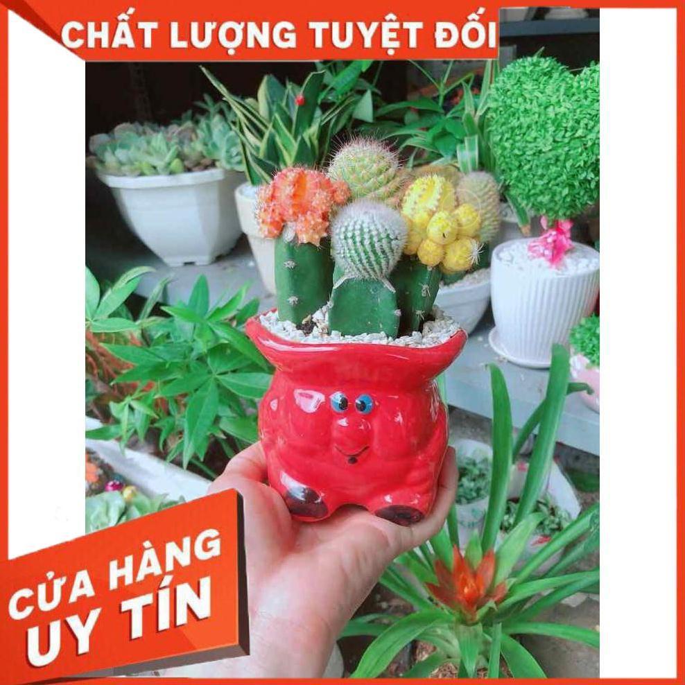 Chậu xương rồng tiểu cảnh Nhiều Người Mua