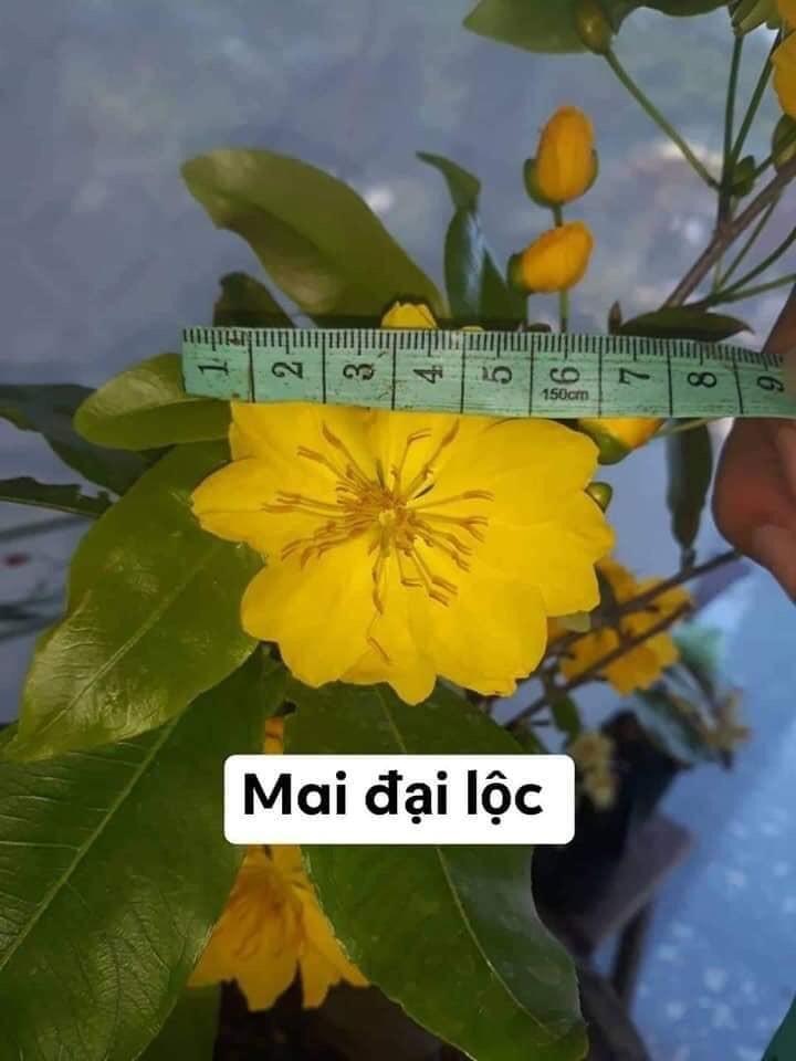 Hoa Mai Đại Lộc _cây chơi tết cao từ 60-80cm cây đẹp chuẩn giống