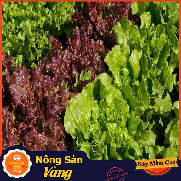 Hạt giống Xà Lách Tím Năng Suất Cao