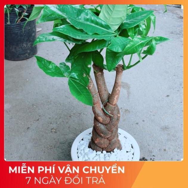 Chậu Kim Ngân 3 Thân Thắt Bính