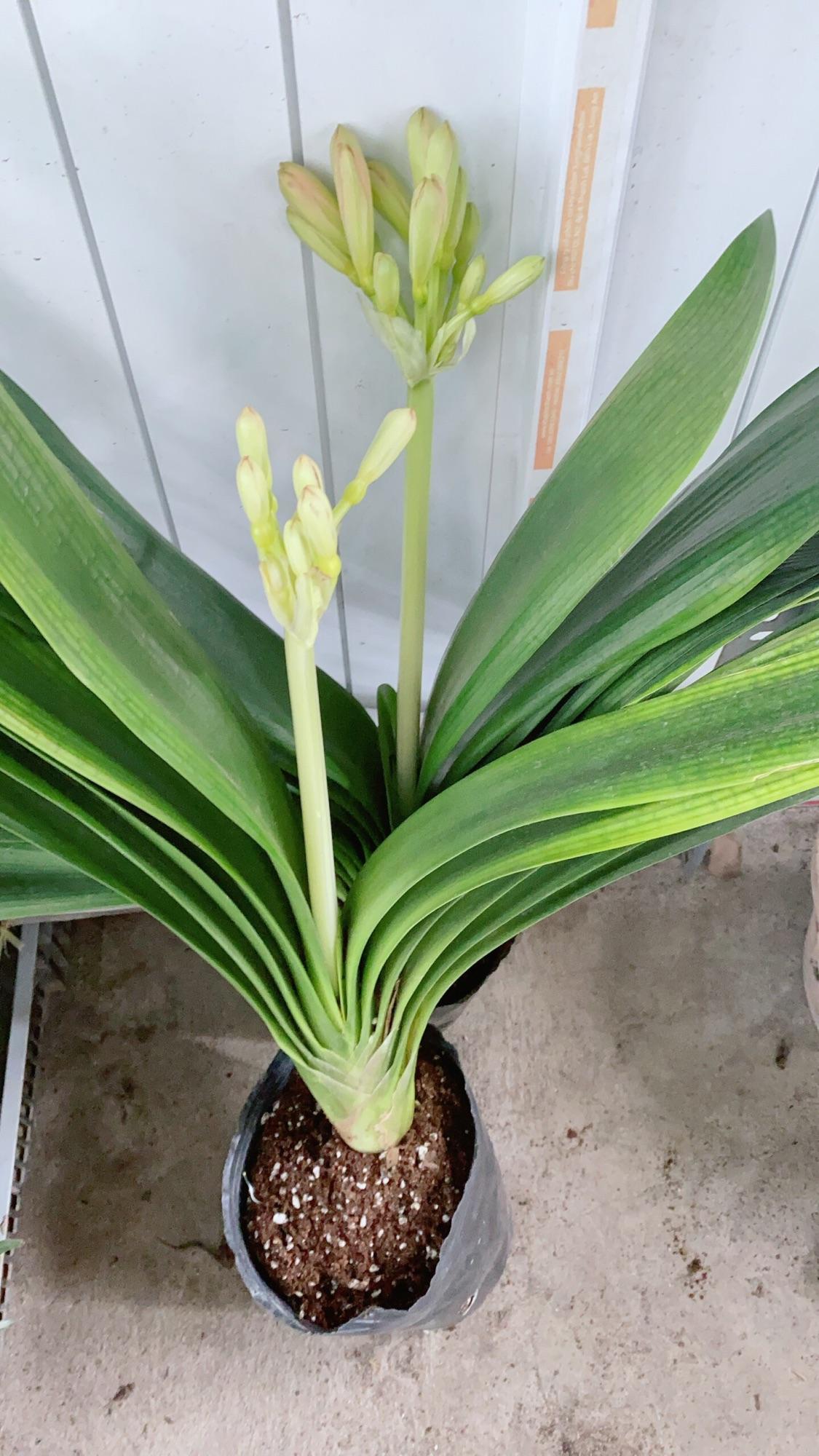 Lan Quân Tử Có Hoa