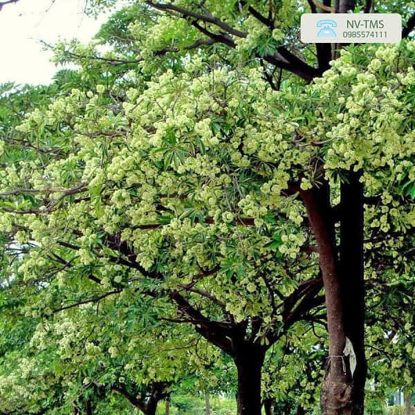 Giống CÂY GIỐNG HOA SỮA
