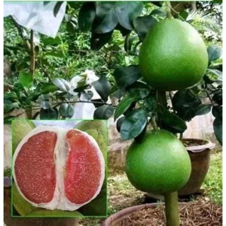 Cây giống bưởi da xanh ruột hồng