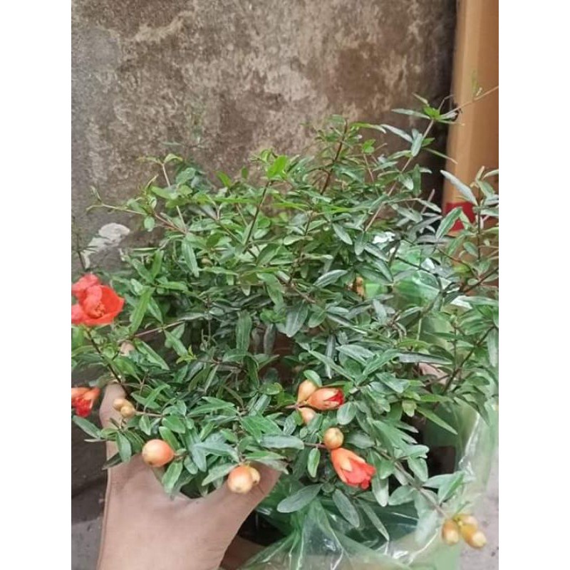 Cây giống Lựu Đỏ Lùn Ấn Độ hang mới về giá rẻ tại vườn