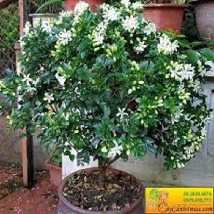 CÂY GIỐNG NGUYỆT QUẾ - CÂY NHỎ